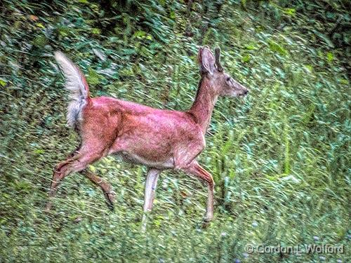 Deer On The Run_DSCF06280.jpg - Photographed in the Hocking Hills State Park near Logan, Ohio, USA.
